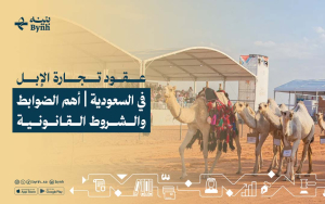 عقود تجارة الإبل في السعودية | أهم الضوابط والشروط القانونية